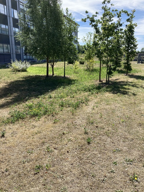 Hornemanns Vnge_Forsidefoto